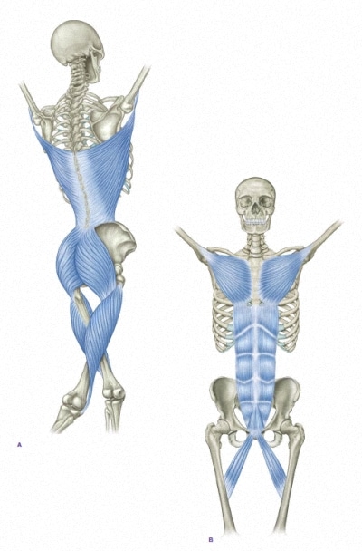 Graphic of Thomas Myers's Functional Lines in his book Anatomy Trains